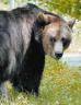 Bruno the Bear