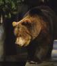 Bruno the Bear 2