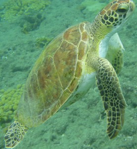 Tobago Turtle